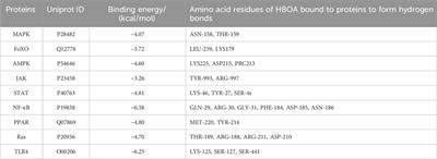 Elucidating the role of 4-hydroxy-2(3H)-benzoxazolone in chronic alcoholic liver disease via transcriptomics and metabolomics